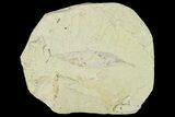 Miocene Fossil Leaf (Cinnamomum) - Augsburg, Germany #139272-1